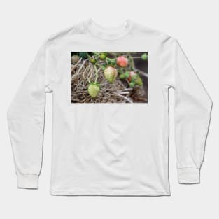 Ripening Strawberries Photograph Long Sleeve T-Shirt